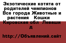  Экзотические котята от родителей чемпионов - Все города Животные и растения » Кошки   . Кировская обл.,Леваши д.